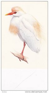 Le HERON GARDE-BOEUFS, The Cattle Egret Appears In Book Of North American Bir...