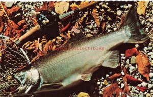 MI, Michigan, Coho Salmon, Introduced by Conservation Department in 1966