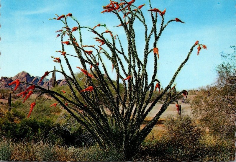 Arizona Ocotillo Cactus