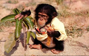 Monkeys Hungry Chimp Enjoys His Hot Dog