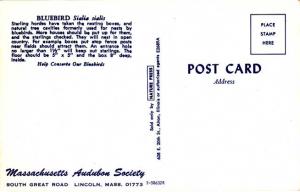 Bluebird dining on a large caterpillar - Audubon Society