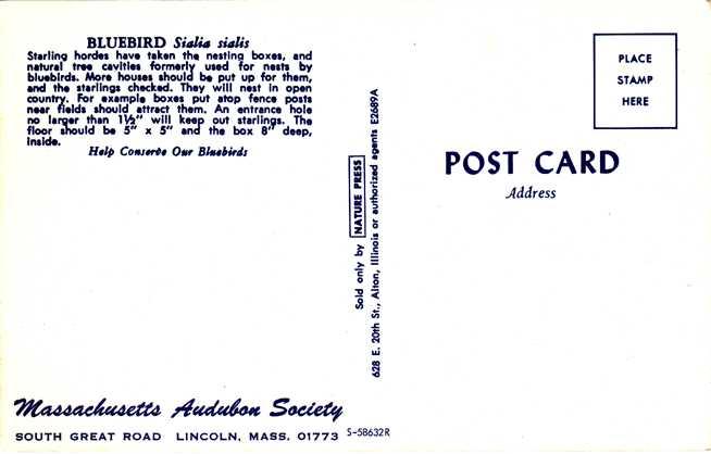 Bluebird dining on a large caterpillar - Audubon Society