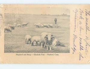 Pre-1907 SHEEP AT ELIZABETH PARK Hartford Connecticut CT hp9841