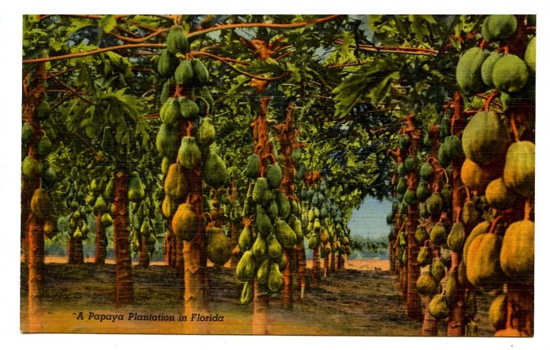 FL - Papaya Plantation