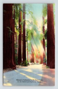 California Redwood Highway Natures Cathedral Scenic Landscape DB Postcard