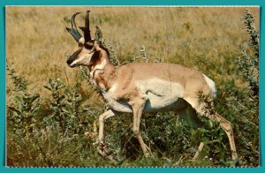 Antelope On The Western Plains - [MX-779]