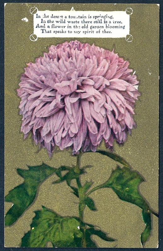 Lavender Chrysanthemum w/poetry used c1908