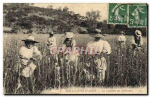 Old Postcard Collection tuberous Cote d & # 39Azur