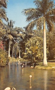 Flamingos and Palms Sarasota FL Postcard