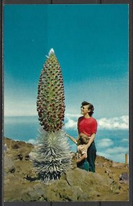 Hawaii, Maui - Silversword In Bloom - [HI-048]