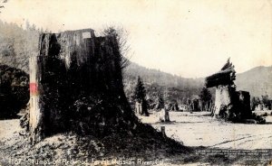 Russian River, California - Stumps from the Redwood Forest - c1908