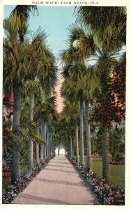 Vintage Postcard 1928 Palm Walk Beautiful Pathway Flowers Palm Beach Florida FL 