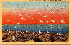Utah Great Salt Lake Sea Gulls On The Shore Curteich