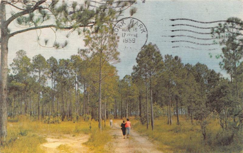 ISLA DE PINES CUBA~COUNTRY ROAD LEADS TO JONES JUNGLE~ROBERTS TOBACCO POSTCARD