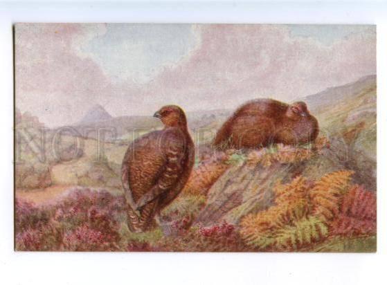 178139 Bird hunting Rankin Partridge TUCK #3314 vintage