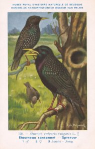 Common Starling Etourneau Sansonnet WW2 Bird Vintage Rare Postcard