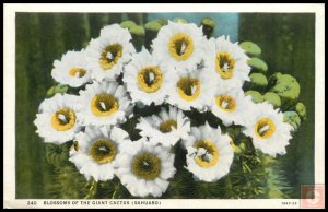 Blossoms of the Giant Catus (Sahuaro)