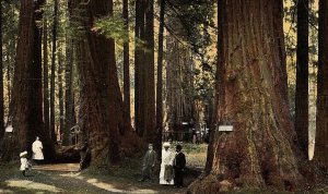 C.1910 Jumbo And Giant, Big Tree Grove, Santa Cruz, CA Postcard P125