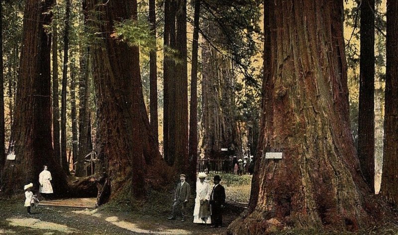 C.1910 Jumbo And Giant, Big Tree Grove, Santa Cruz, CA Postcard P125