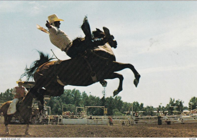 CALGARY, Alberta,1950-60s; Calgary Exhibition And Stampede - Bareback Bronc R...