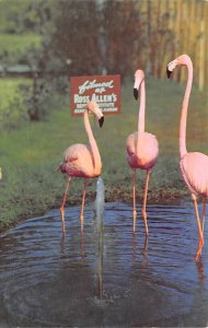 Flamingos Silver Springs, Florida, USA Unused 