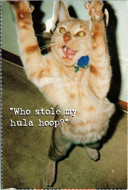 Cat Postcard PM “Who stole my hula hoop?” Animal Modern Chrome 