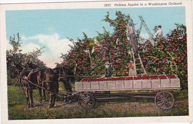 Washington Picking Apples In A Washington Orchard Curteich