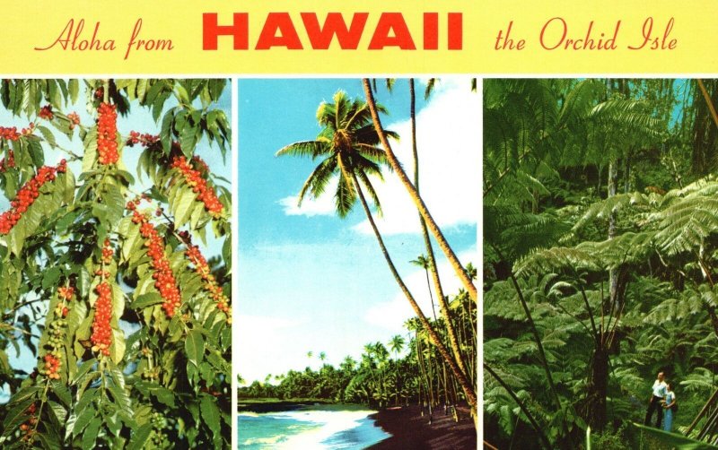 Vintage Postcard Aloha From Hawaii The Orchid Isle Coffee Beans Kona District HI