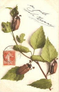Beetles in plant leaves Old vintage antique German postcard