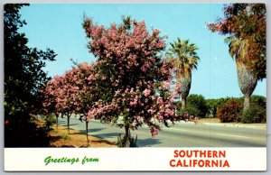 California 1960s greetings postcard Myrtle and palm trees Orange Groves