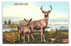 House Of Yesterday Museum Hasting Nebraska Postcard White Tailed Deer