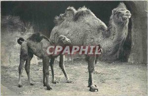 Old Postcard Avenue Franklin D Roosevelt Paris Camel Bactria and its small