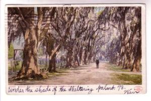 Avenue Live of Oaks, Audubon Park, New Orleans, Used 1907