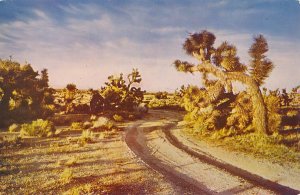 Desert Joshua Tree - Sentinel of the Desert - Arizona and Southwest US