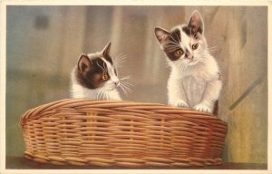 Vintage Postcard Mainzer Cat 341 White and Tabby Cats in Wicker Basket Belgium