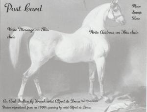 Grey Arabian Stallion Postcard Horse Beautiful Alfred de Dreux