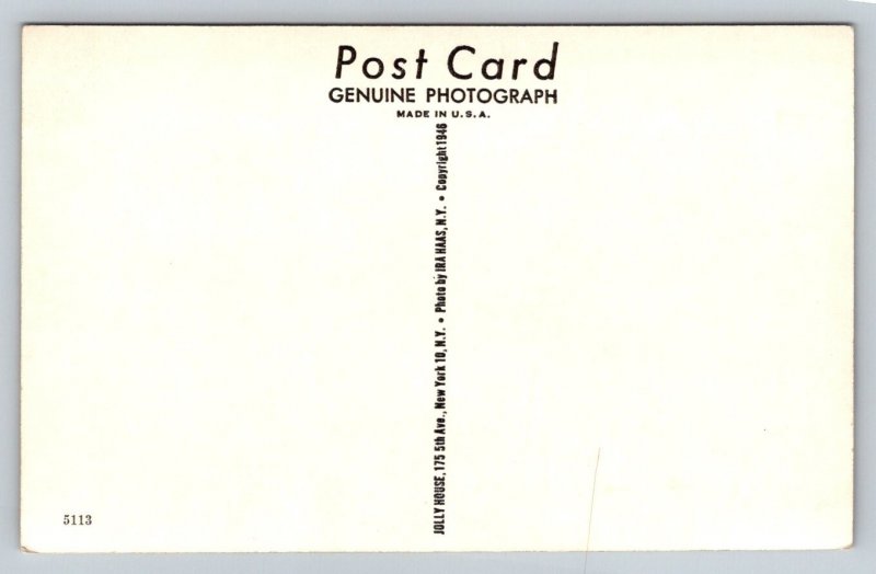 RPPC  Horse  Mother With Pony      Postcard