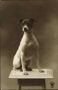 Jack Russell Terrier Dog Paris Studio Image c1910 Real Photo Postcard NICE!