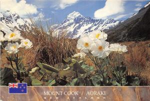 B66564 Mt Cook Giant Mountain Buttercup   new zealand