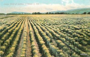 CALIFORNIA Large field of Luttuce in bloom M Rieder postcard 2564