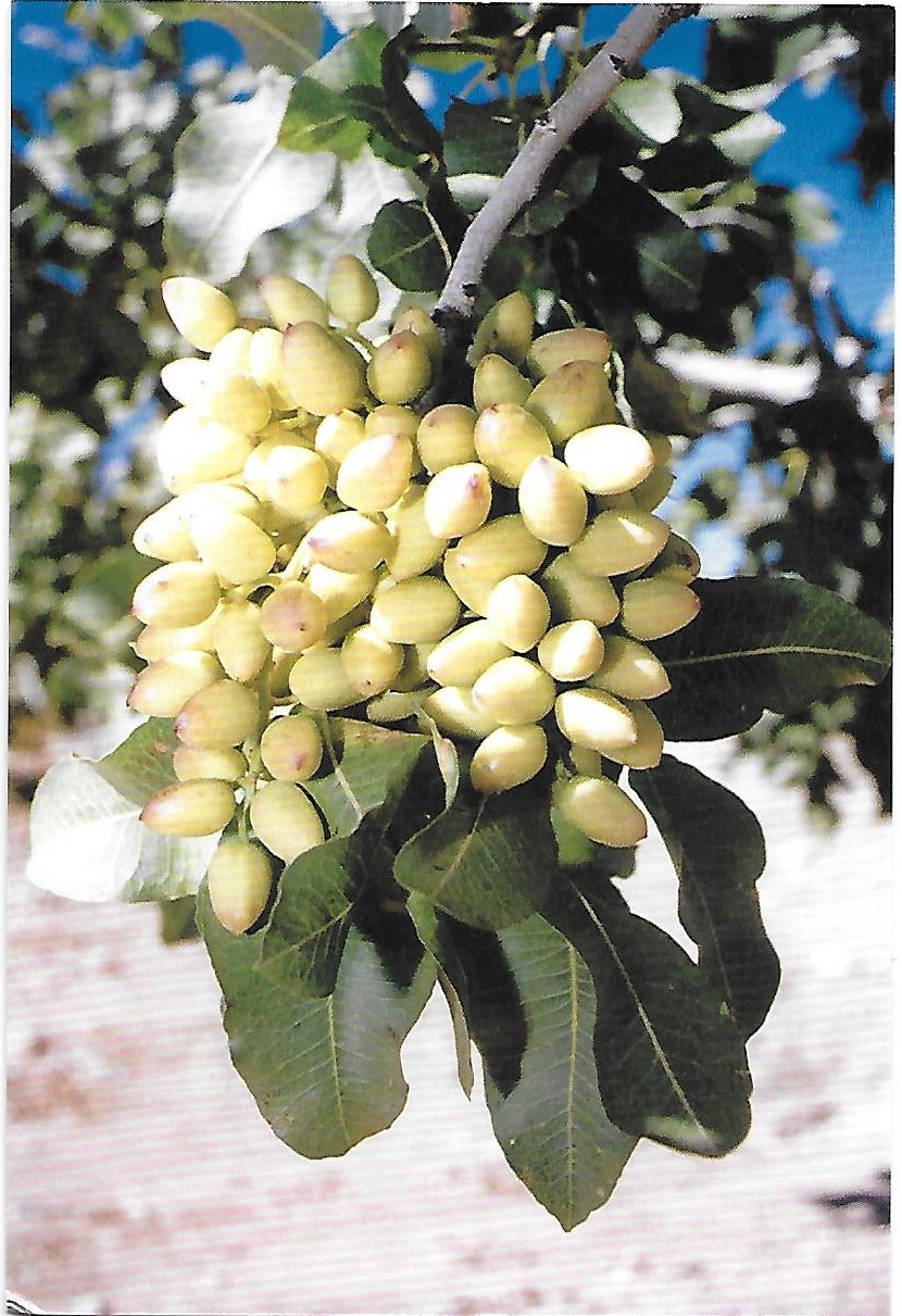 pistachio nuts tree