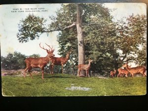 Vintage Postcard 1907-1915 New York Zoological Park Red Deer Herd Bronx Zoo NY