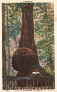 Vintage Postcard The Giant Tree Male Seedling Single Tree Santa Cruz California 