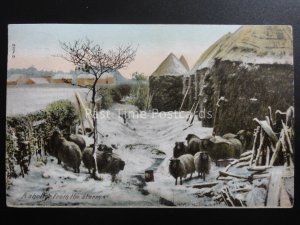 Country Life SHEEP A Shelter from the Storm c1905 by Hartmann 3704.3 Lincoln