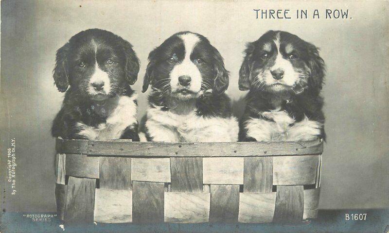 Cute doggies in basket C-1905 Three in a row Photo Postcard Rotograph 1095