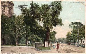 Vintage Postcard 1916 Washington Elm Street View Trees Cambridge Massachusetts