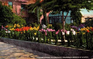USA Chrysanthemums In Southern California Vintage Postcard 09.83