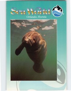 Postcard Manatee, Sea World, Orlando, Florida