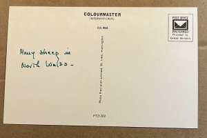 VINTAGE UNUSED POSTCARD -  CHILDREN WITH SHEEP IN NORTH WALES