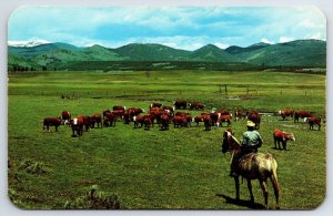 Postcard Cowboy Watching Herd of Cattle on a mountain Meadow.